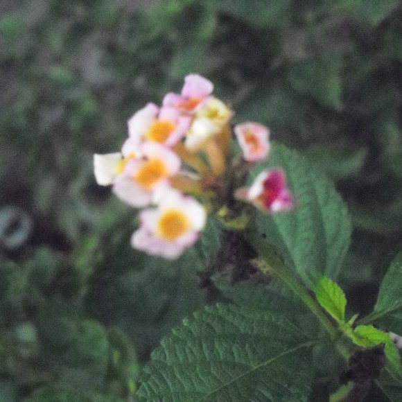 Meet your Posher, Dreams - Picture 1 of 1